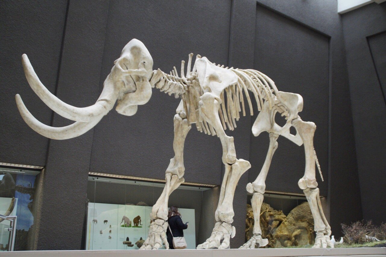 a mammoth skeleton at a museum exhibition