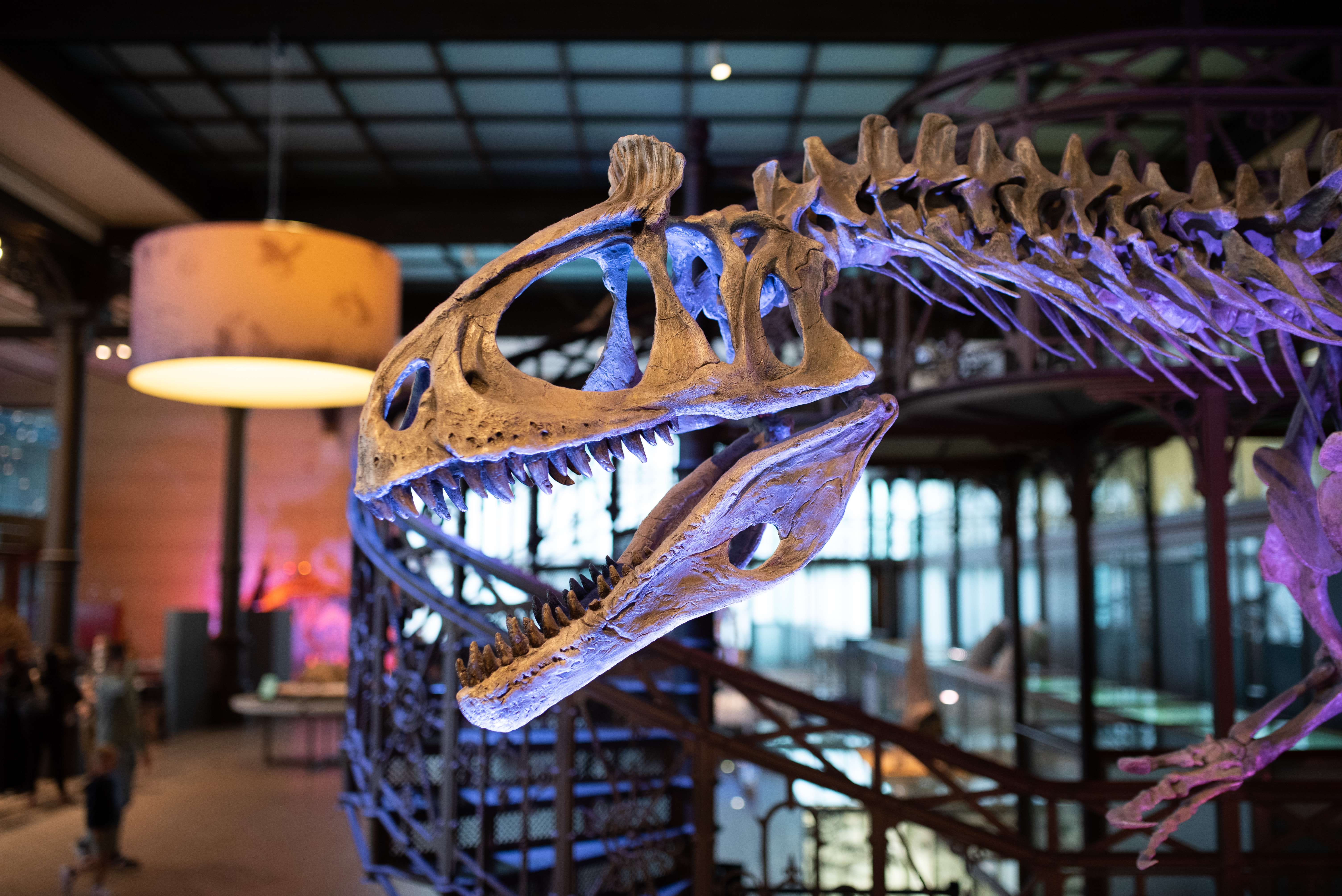 a skeleton of a dinosaur in purple light in museum space with a lamp in the background