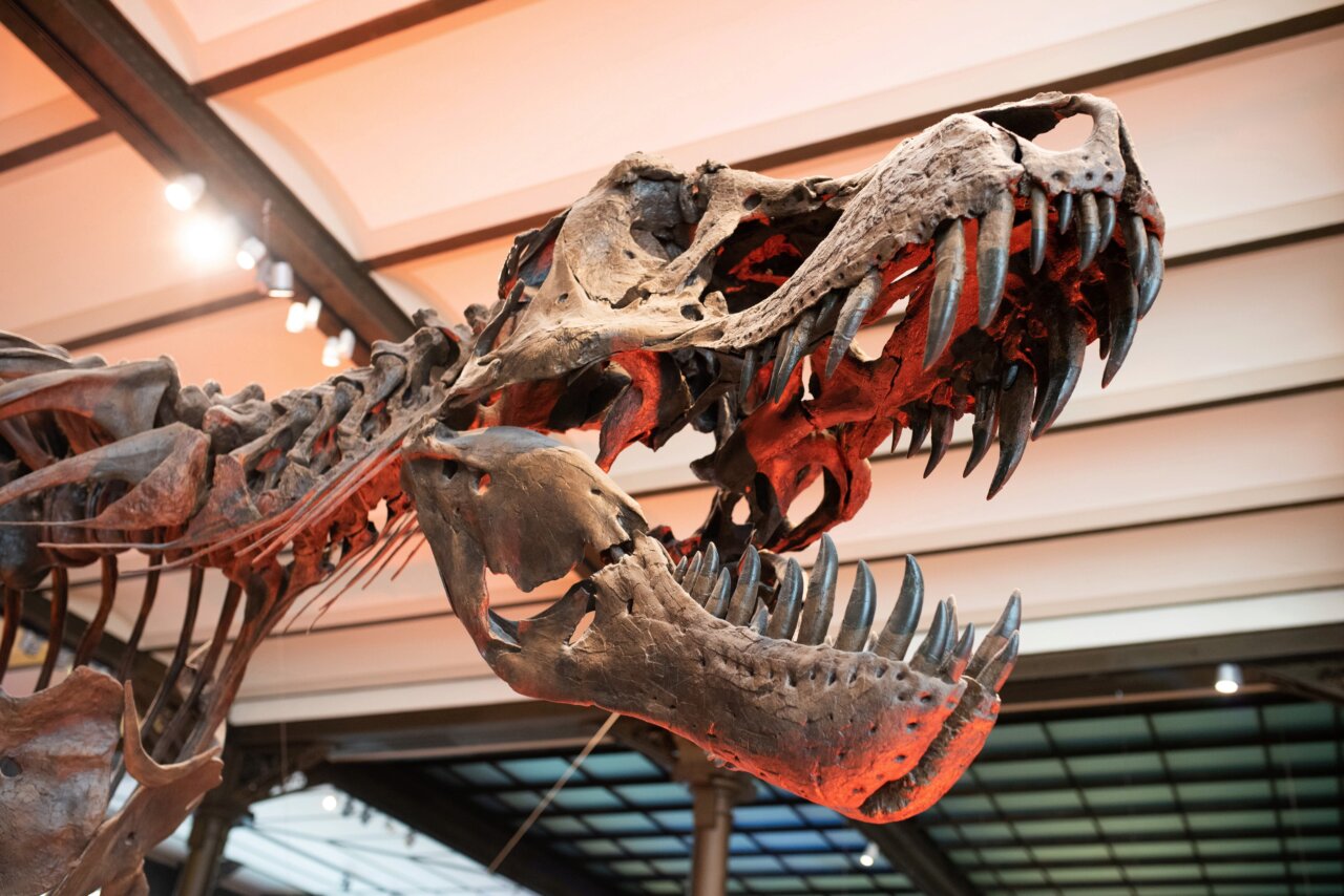 a skeleton of a dinosaur in museum space