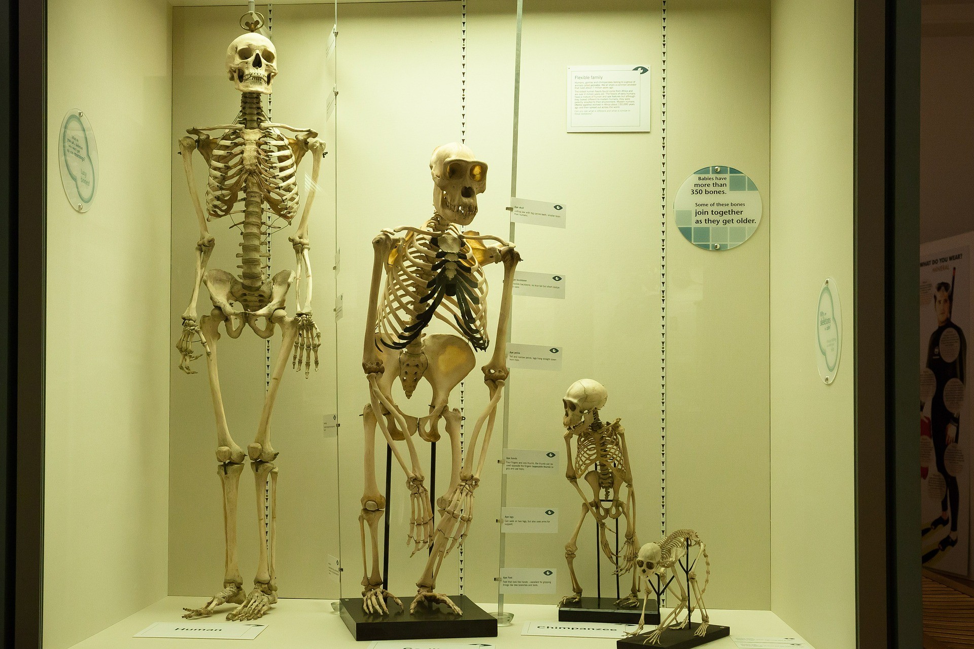 display of three skeletons